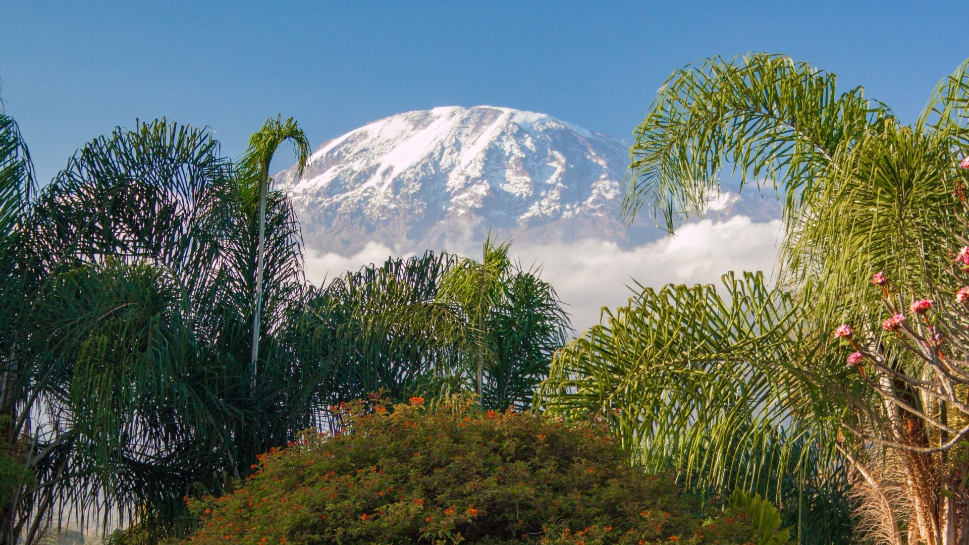 Climbers Trekking Kilimanjaro via Marangu Route