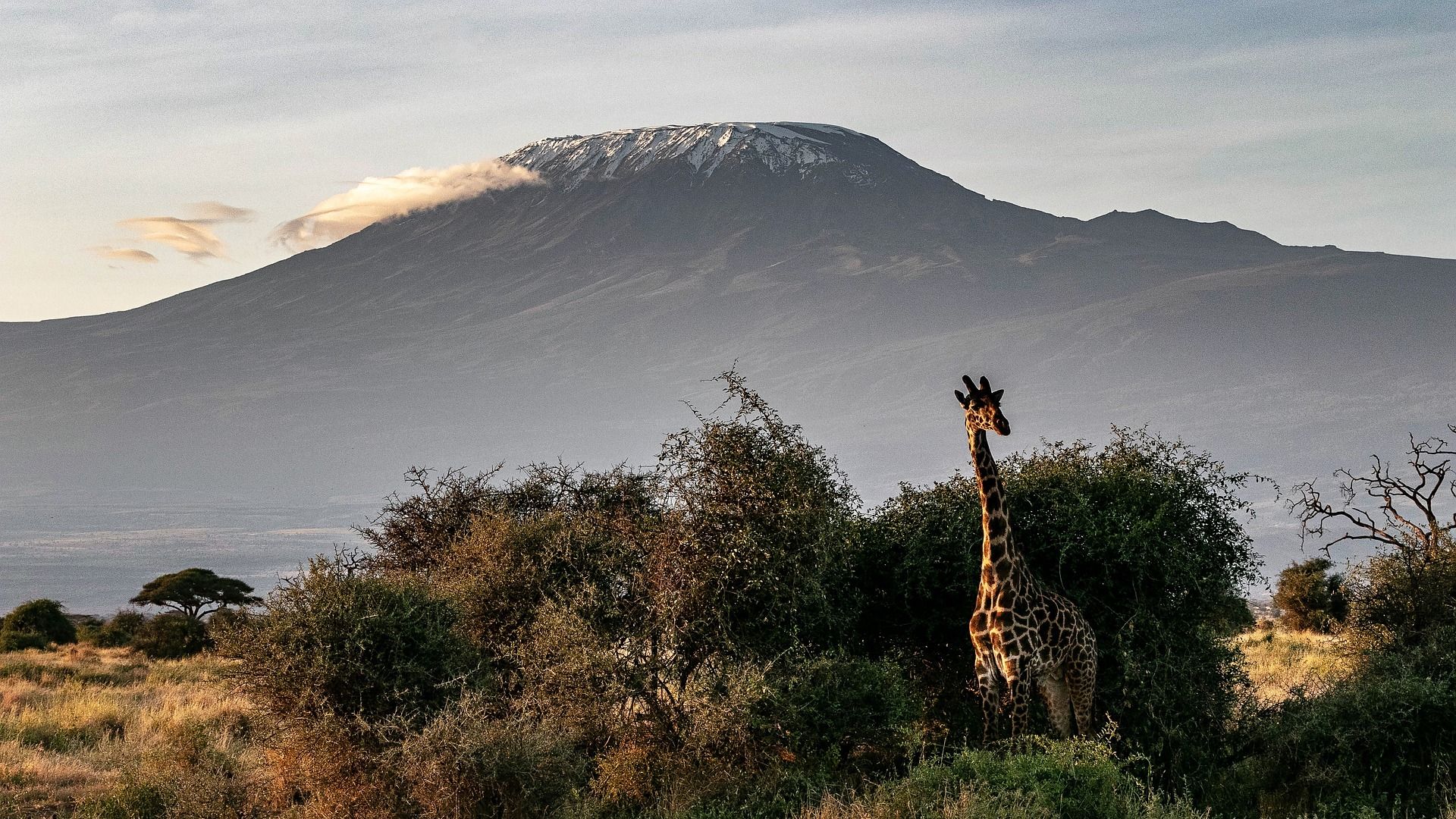 Majestic Girrafe Infron of Mt. Kilimanjaro in Tanzania