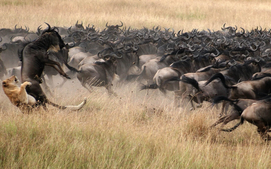 9 Days Private Experience Tanzania Safari & Culture Tour
