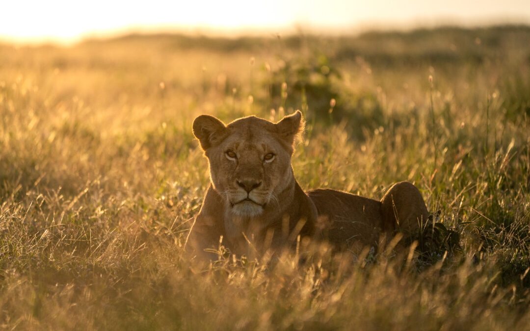 10 Day Tarangire, Lake Manyara, Lake Natron, Serengeti, Ngorongoro Crater, and Lake Eyasi