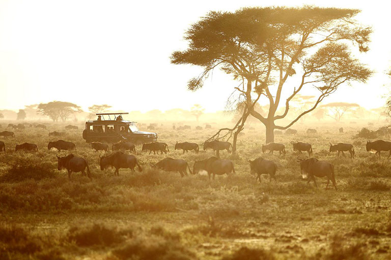 a herd of wildebeest crossing a river