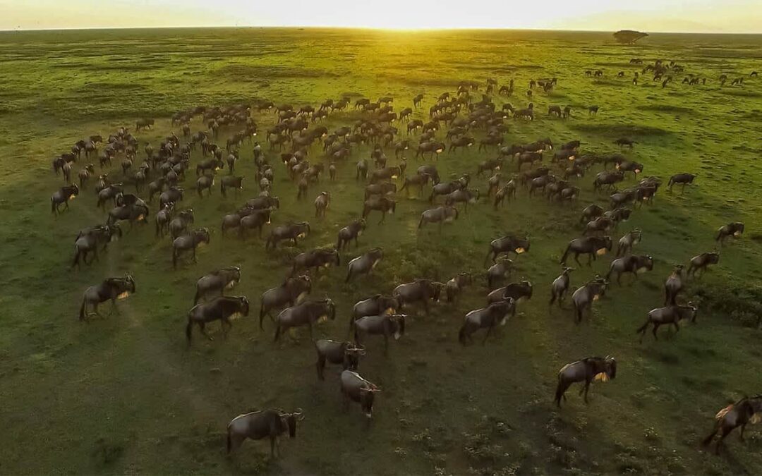 7 Days Private Mid-Range to Serengeti Wildebeest Migration Tour