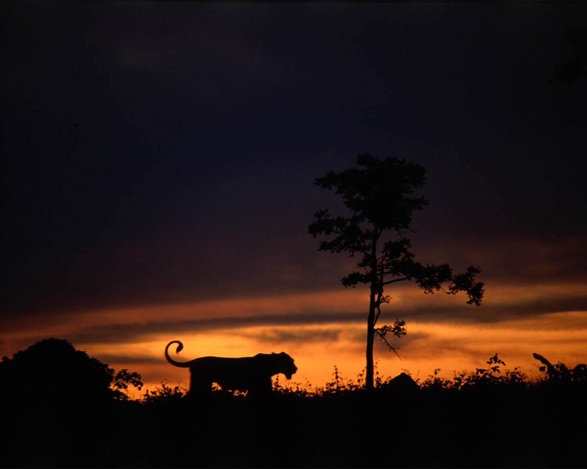 lake_manyara_lions01