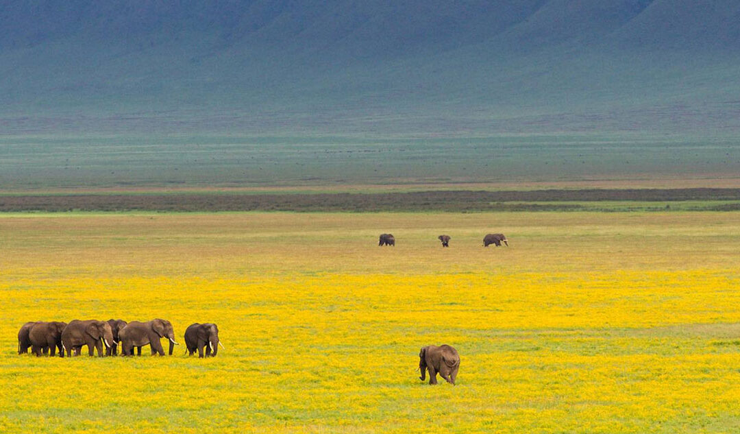 3 Day Lake Manyara and Tarangire