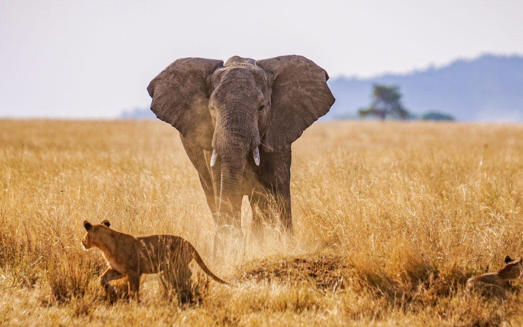 6 Days Big Five Safari, Materuni Waterfalls & Coffee Tour