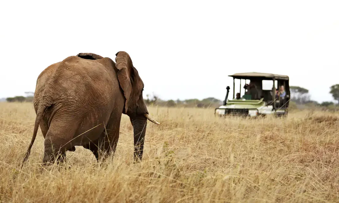 4-Day Luxury Safari to Manyara, Serengeti & Ngorongoro