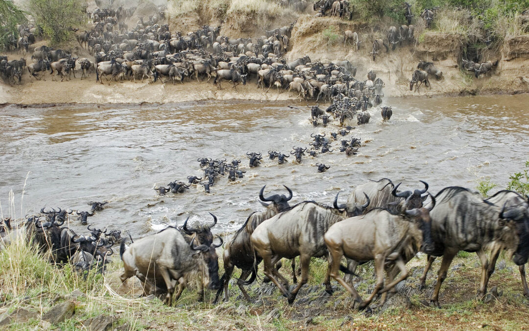 When is the Best Time to Visit Tanzania for Wildlife Safaris