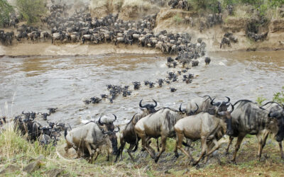 When is the Best Time to Visit Tanzania for Wildlife Safaris