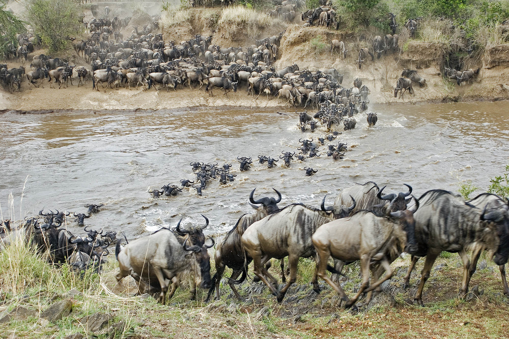 a herd of wildebeest crossing a river