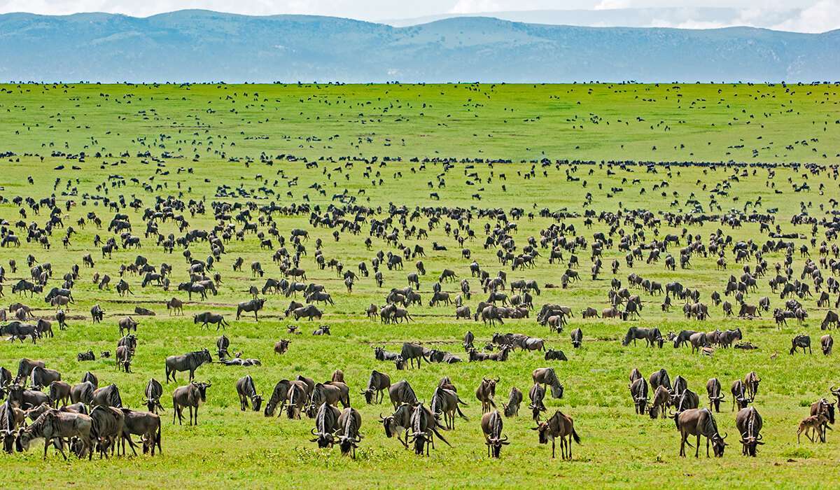 a herd of wildebeest crossing a river