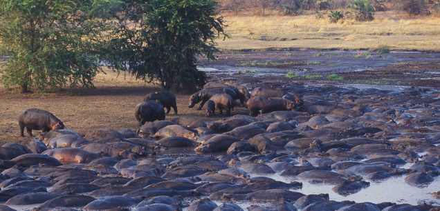 Katavi National Park