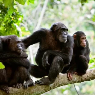 Gombe Stream National Park