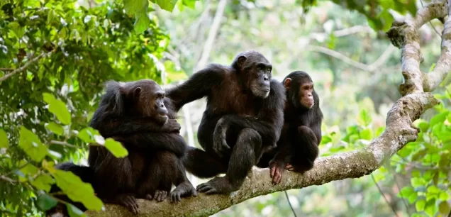 Gombe Stream National Park