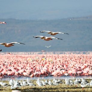 Lake Manyara National Park