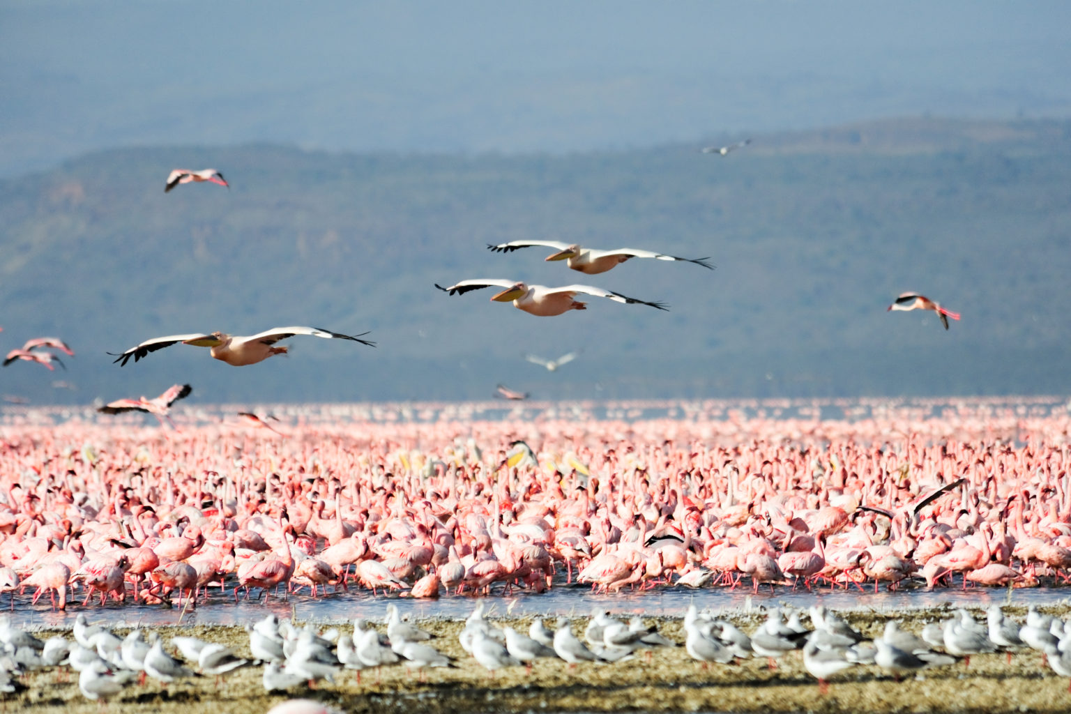 Ngorongoro