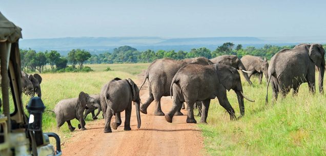 Nyerere National Park (Selous Game Reserve)
