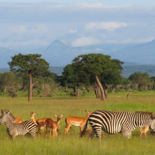 Mikumi National Park