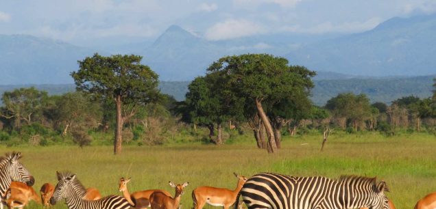 Mikumi National Park