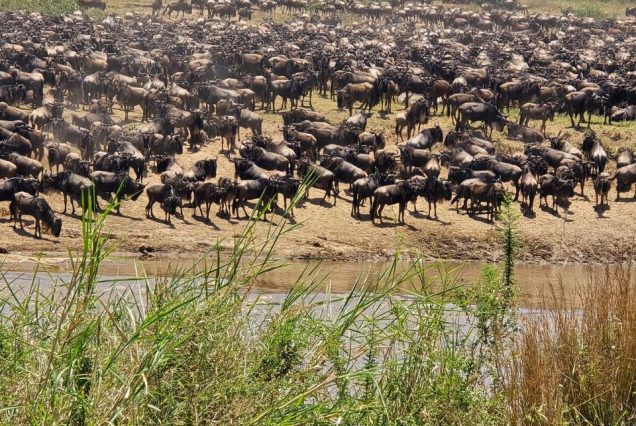 5 Days Wildebeest Migration Safari