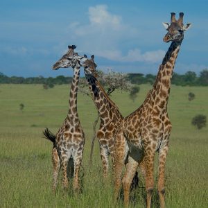 6-Day Tanzania Big Five & Big Cat Group Safari