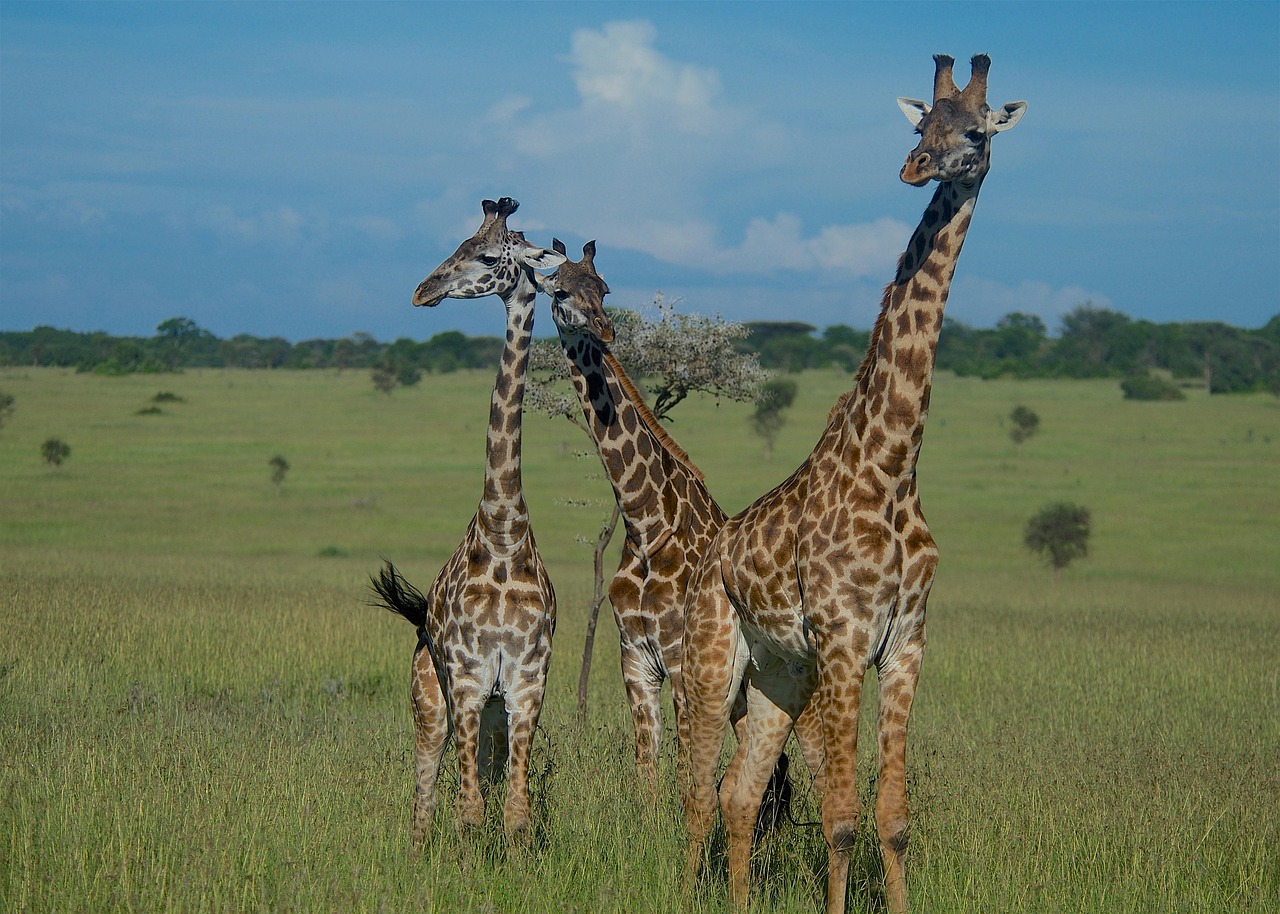 giraffes-6315586_1280