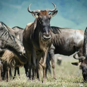 7 Days  Wildebeest Migration Group Safari