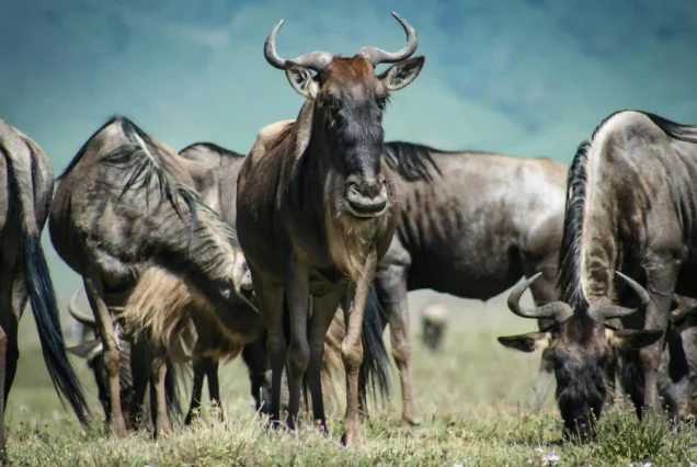 7 Days  Wildebeest Migration Group Safari