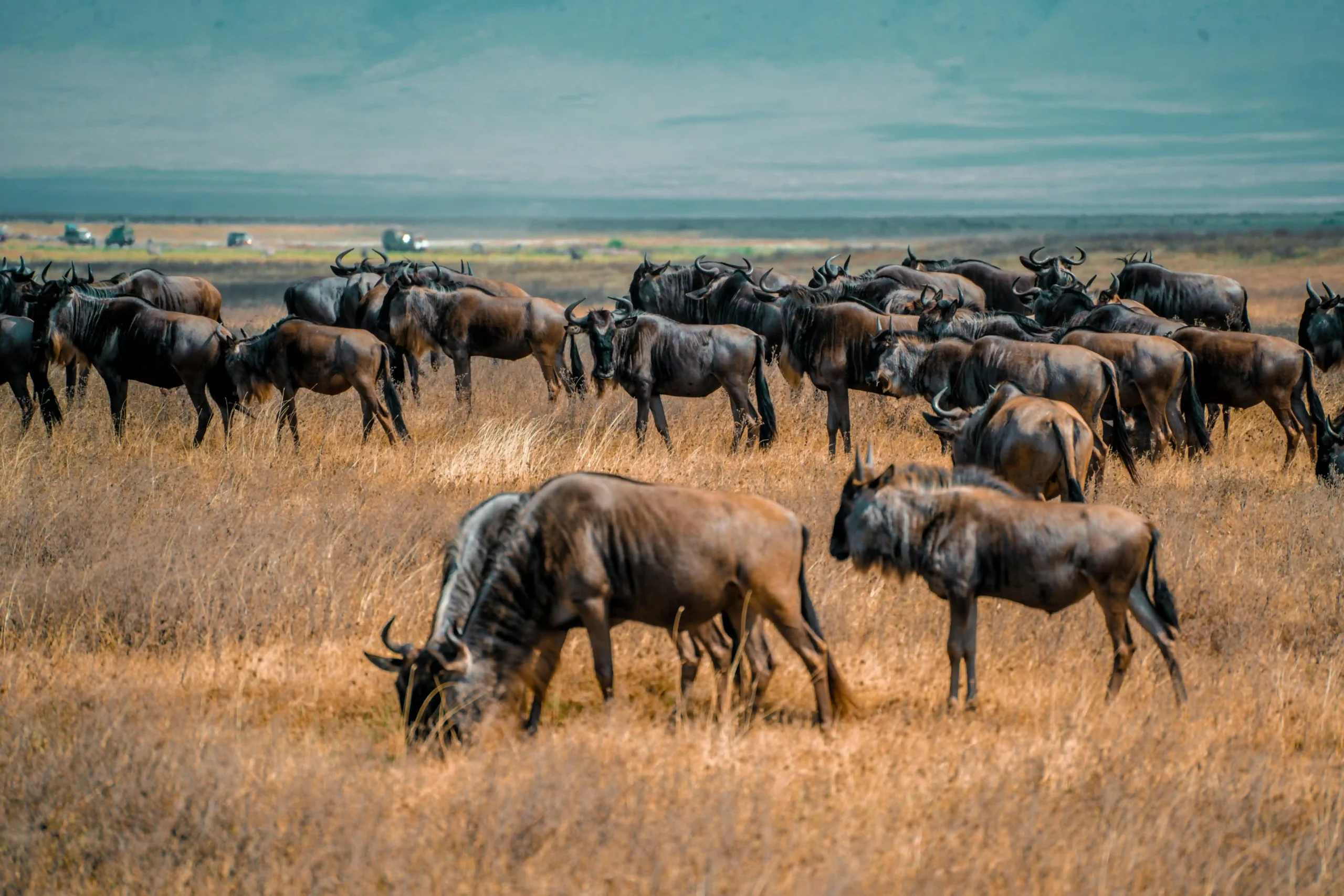 Great migration safari wildebeest herd in the golden savannah of Tanzania's Serengeti