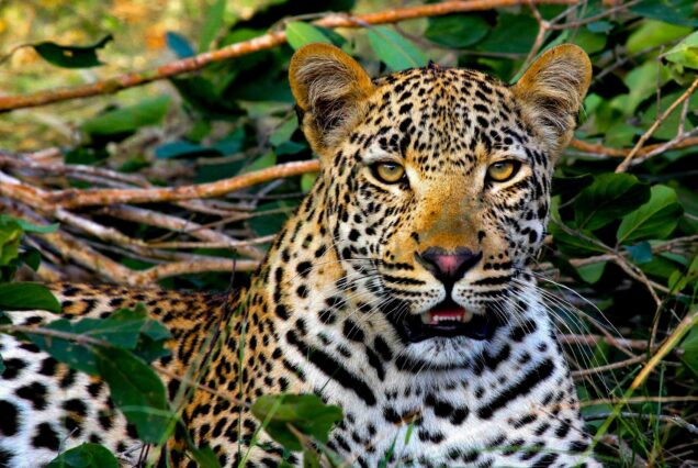 7 Days Savannah Squad Adventures & Cultural Knowledge