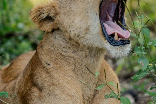 5 Days Classic Mid-Range Safari