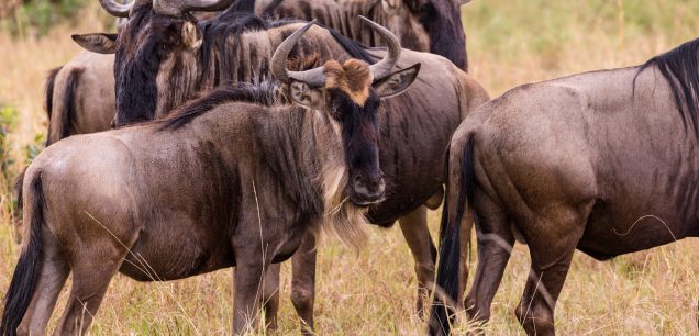 Serengeti National Park
