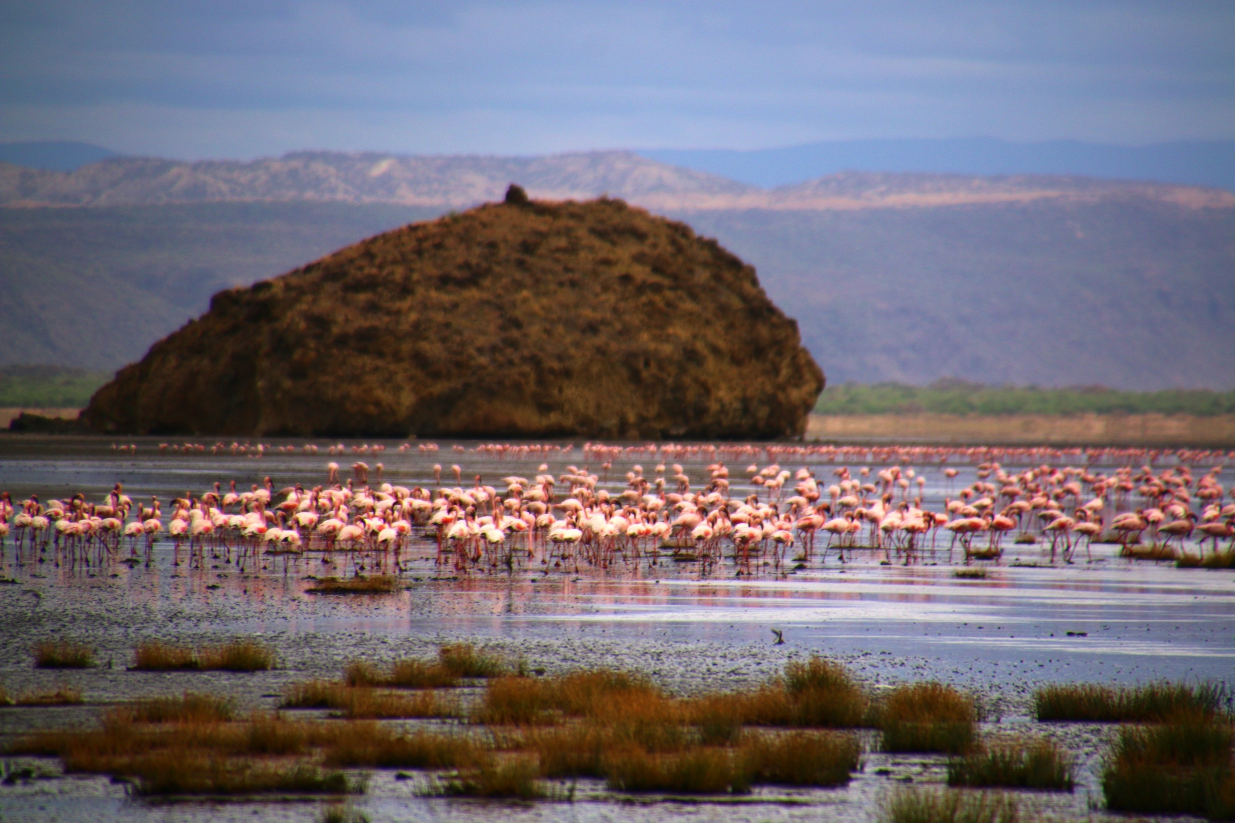 Ngorongoro