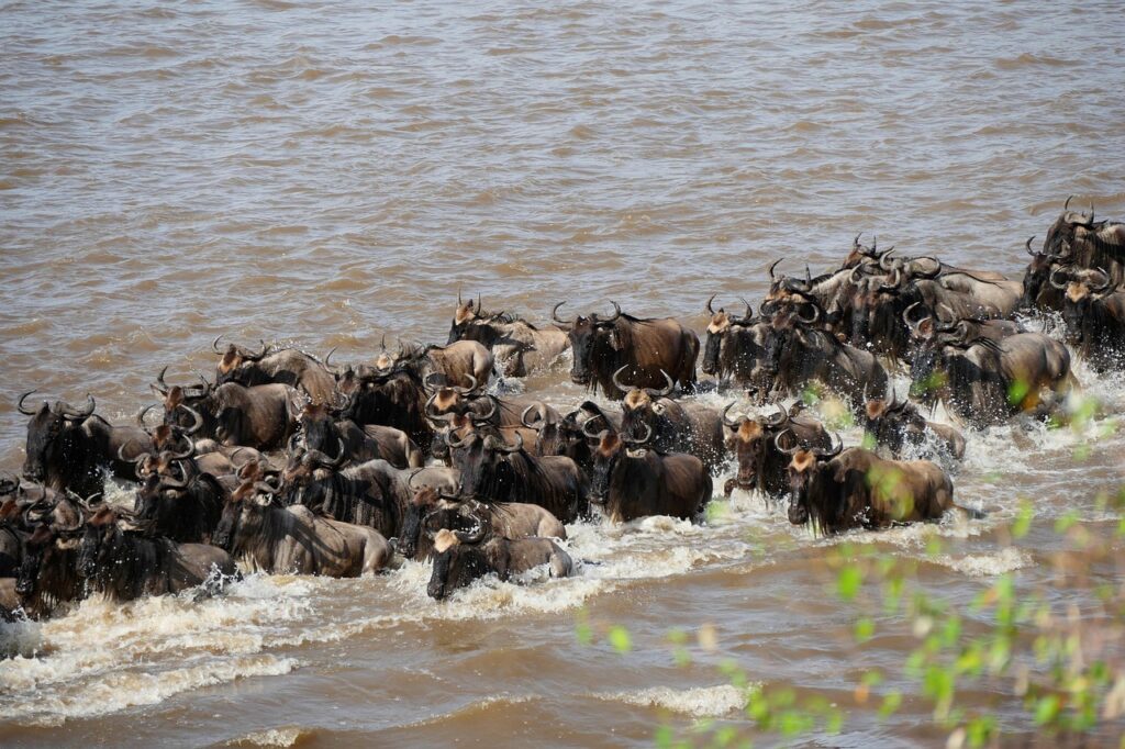 Serengeti Tour option