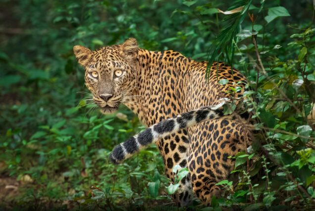 4 Days Friendship Tanzania Safari