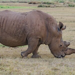 7 Days Northern Serengeti Safari