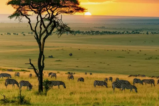 Serengeti Tour option