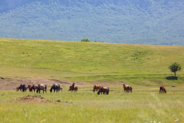 Ngorongoro Crater