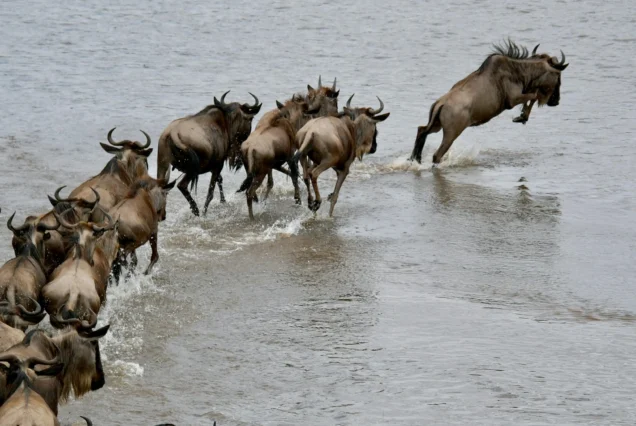 9-Day Mara River Crossing Safari