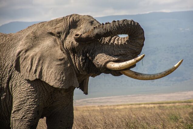 8-Day Tanzania Safari and Photography Tour