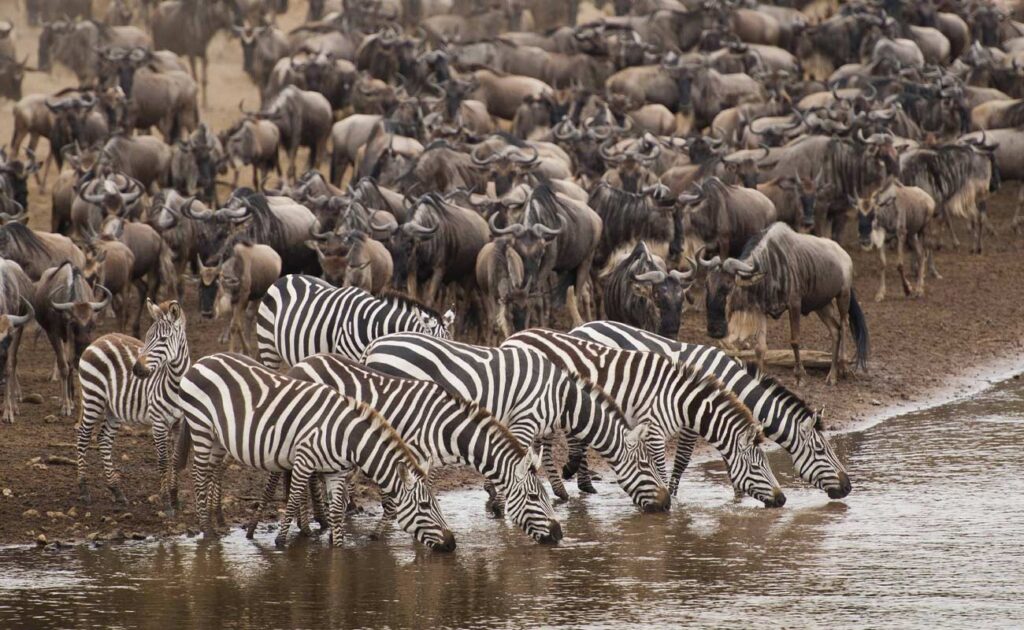 fly out from Mara River Crossing