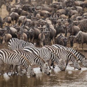 fly out from Mara River Crossing