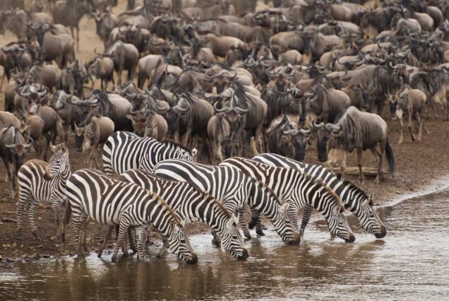 fly out from Mara River Crossing