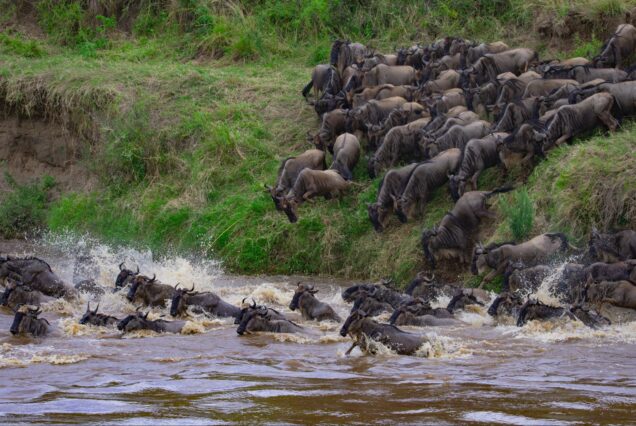 6 Days Northern Serengeti