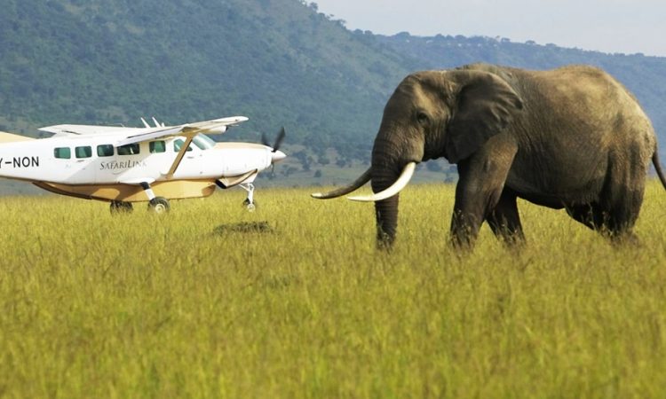 Fly-In Safaris