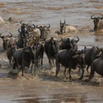 fly-in to Mara river Crossing