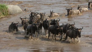 fly-in to Mara river Crossing