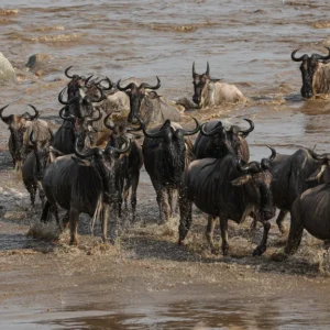 fly-in to Mara river Crossing