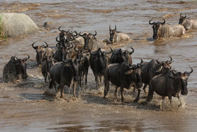 fly-in to Mara river Crossing