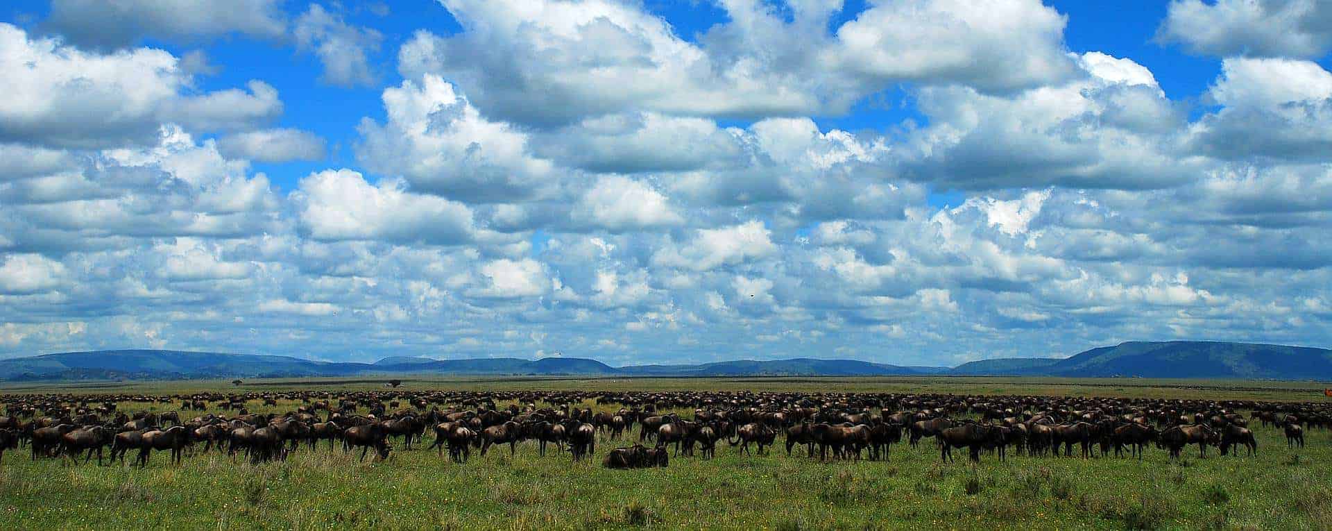 7 Days Central Serengeti Safari - Tanzania Safari Magic