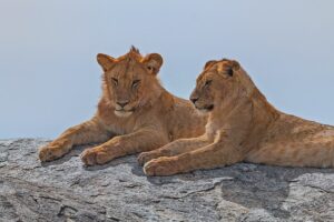8 Days Northern Serengeti Safari